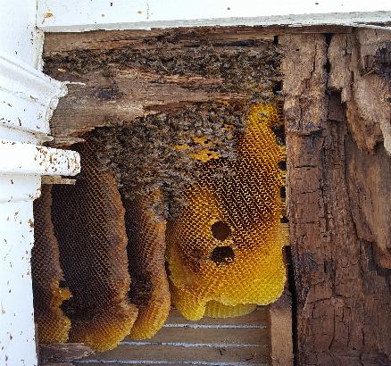 Factors To Consider When Selecting A Bee Removal Service