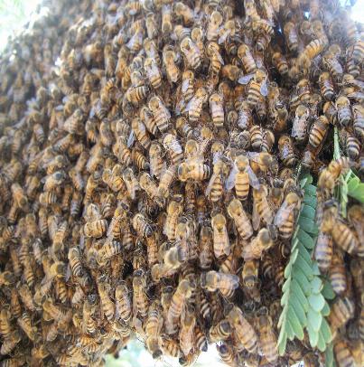 4 Things To Do While Waiting For Professional Bee Hive Removal Services
